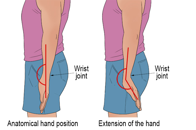 Hand or wrist extension occurs when the angle of the palm of your hand an the forearm (ulna/radius) increases.